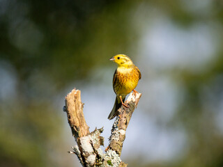  Goldammer (Emberiza citrinella)