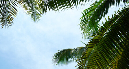 Wall Mural - palm tree in the sky