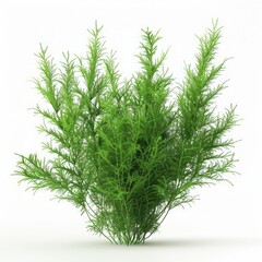 Asparagus Fern (Asparagus densiflorus)