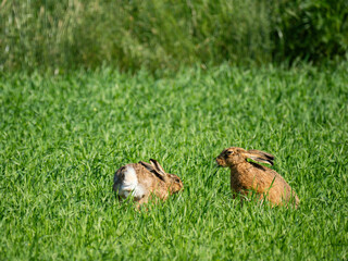 Feldhase (Lepus europaeus)