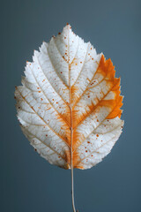 Poster - Simple photo of a discolored yet beautiful autumn leaf on a neutral backdrop,
