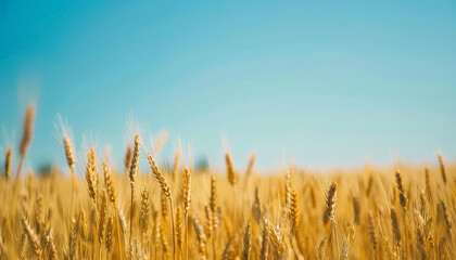 Wall Mural - A field of tall grass with a clear blue sky above