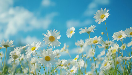 Wall Mural - A field of white flowers with a blue sky in the background