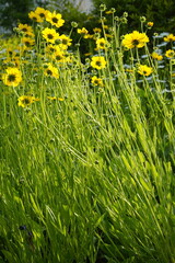 Poster - The park is full of flowers and leaves.