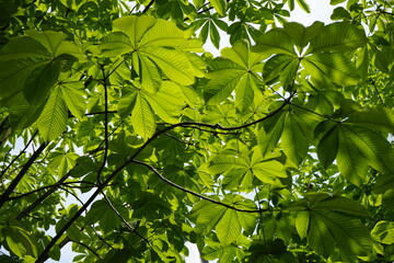 Poster - The park is full of flowers and leaves.