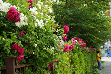 Poster - The park is full of flowers, leaves and fruits.