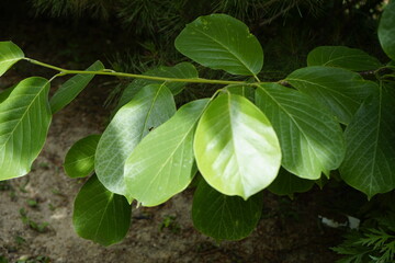 Poster - The park is full of flowers, leaves and fruits.