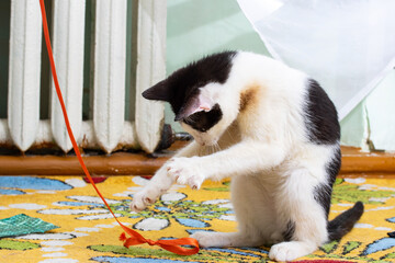 Wall Mural - Black and white kitten playing with a rope