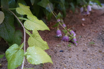 Sticker - The park is full of flowers, leaves and fruits.