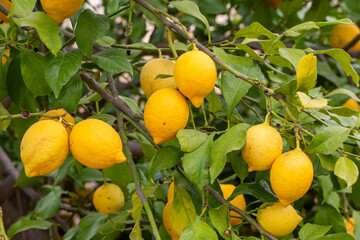 Canvas Print - Yellow lemons on lemon tree