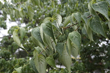 Sticker - A landscape with green leaves and fruits.