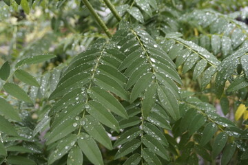 Sticker - A landscape with green leaves and fruits.