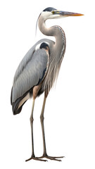 Sticker - PNG Grey Heron heron standing animal.