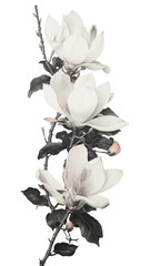 Wall Mural - PNG Vintage magnolia graphics blossom drawing.