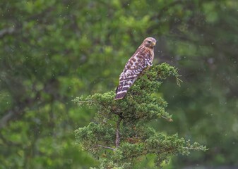 hawk on a branch