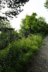 Poster - path in the forest