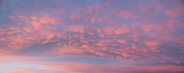 Wall Mural - sunset sky background with mammatus clouds pink and purple