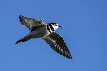 Wall Mural - Killdeer Flying