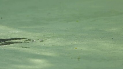 Poster - An Eurasian Beaver, Castor fiber, swimming on top of the water covered in duckweed and then it dives.