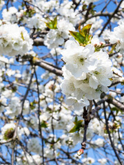 Wall Mural - white flowers on twigs of cherry tree close up