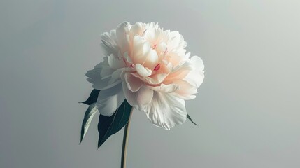 Wall Mural - Isolated delicate peony flower on a gray background