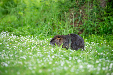 Wall Mural - Nutria, coypu herbivorous, semiaquatic rodent member of the family Myocastoridae on the meadow, baby animals, habintant wetlands, river rat
