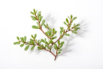 Wall Mural - Green Branch With Leaves on White Background