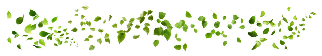 Green leaves png element set on transparent background