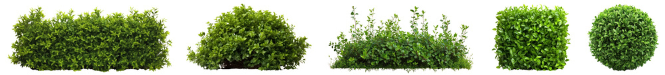 Wall Mural - Bush png element set on transparent background