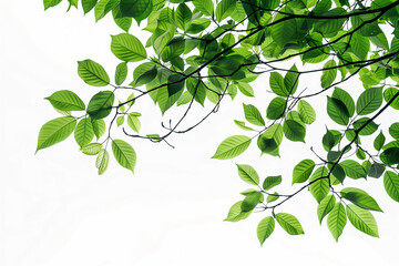 tree branches with leaves background spring nature