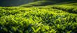 © Sunny - Tea plantation, leaves close up in the sun