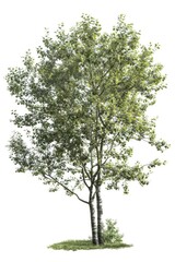 Wall Mural - A picture of a tree with green leaves against a white background