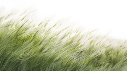 grass on white background