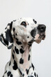 © M.Gierczyk - Beautiful Dalmatian Dog Portrait, Studio Shot on White Background