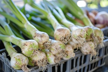 Fresh green sweet Garleek with bulbs in a market.