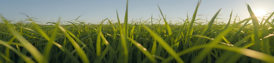 Wall Mural - Green grass meadow. Garden grass. Beautiful panoramic landscape of wavy green grass background.