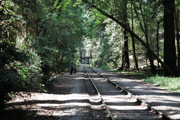 Railroad tracks in a forest with onlookers