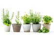 © VolumeThings - Various herbs in containers on a white backdrop