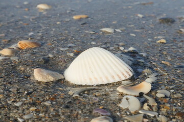 shell on the sand