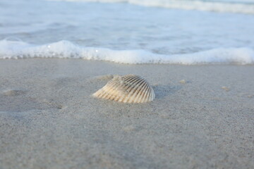 seashell on the beach