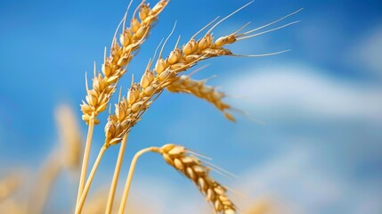 Wheat ear in field of farm