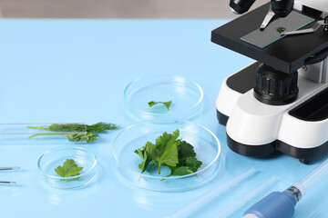 Wall Mural - Food Quality Control. Microscope, petri dishes with parsley and other laboratory equipment on light blue table