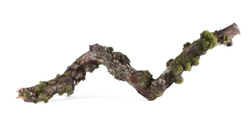 Wall Mural - Dry tree branch with moss isolated on white