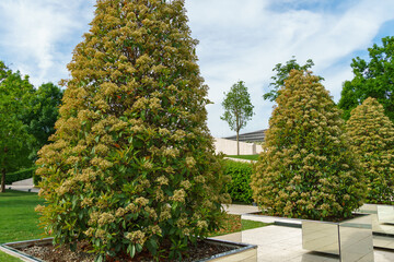 Wall Mural - Beautiful blossom of Photinia fraseri 'Red Robin' shrub in original square mirror flower beds in city park Krasnodar or landscape Galitsky park. Krasnodar, Russia - May 3, 2024