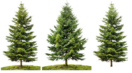 Green spruce trees collection isolated on transparent or white background.png