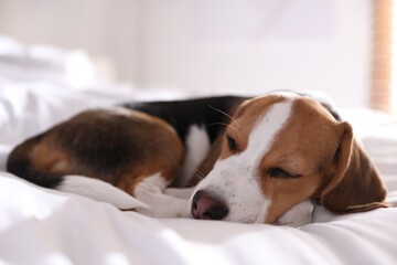 Wall Mural - Cute Beagle puppy sleeping on bed. Adorable pet