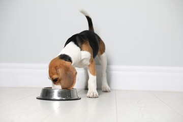 Wall Mural - Cute Beagle puppy eating near light wall indoors. Adorable pet