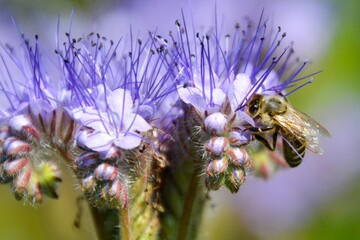 a beekeeper checks his bees and honey harvest