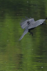 Poster - crow in a field