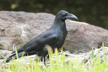 Poster - crow in a field